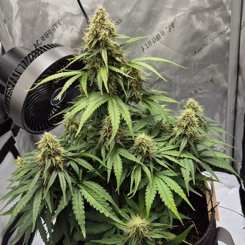 Titan growlog timeline photo