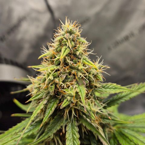 Titan growlog timeline photo