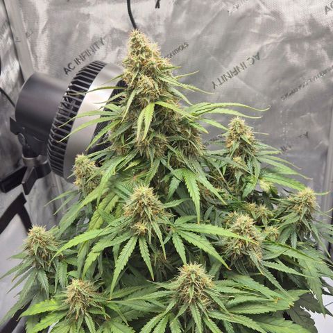 Titan growlog timeline photo