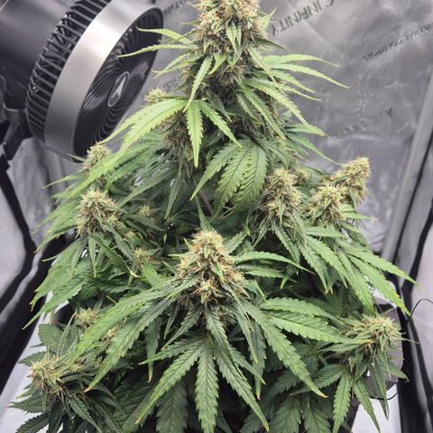 Titan growlog timeline photo