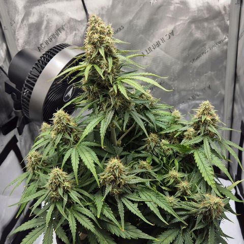 Titan growlog timeline photo