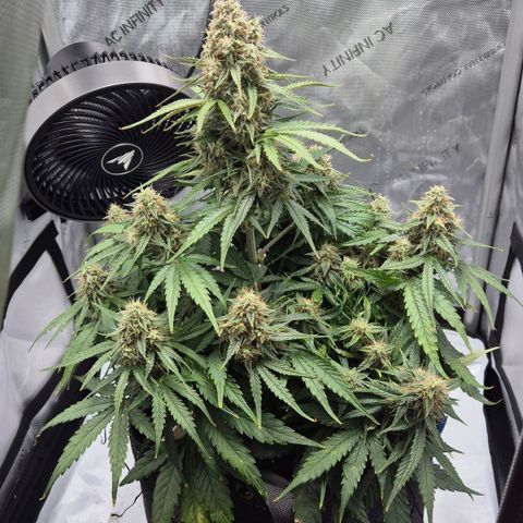 Titan growlog timeline photo