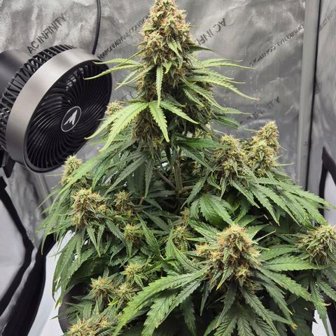 Titan growlog timeline photo