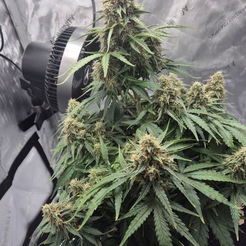 Titan growlog timeline photo