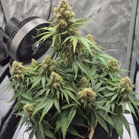 Titan growlog timeline photo