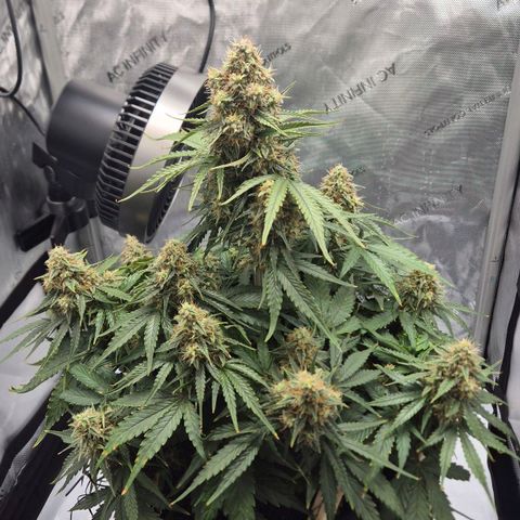 Titan growlog timeline photo