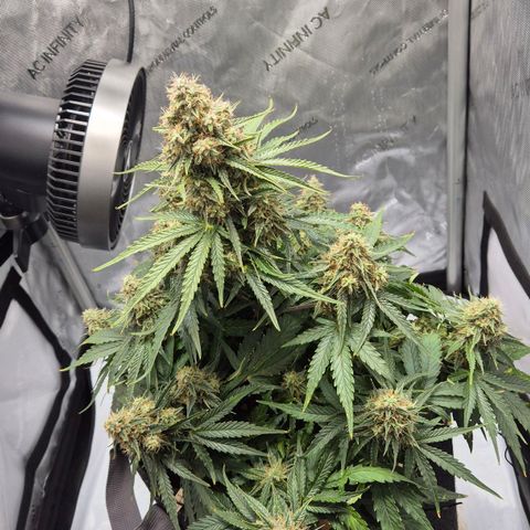 Titan growlog timeline photo