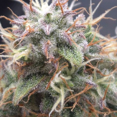 Titan growlog timeline photo