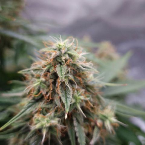 Titan growlog timeline photo