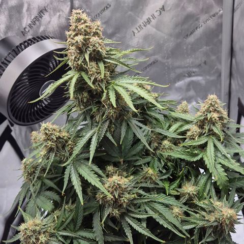 Titan growlog timeline photo