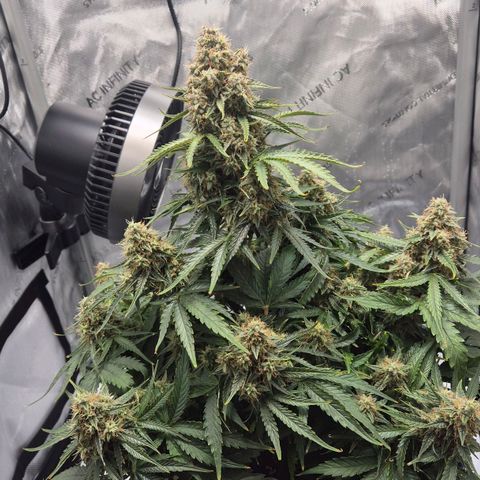 Titan growlog timeline photo
