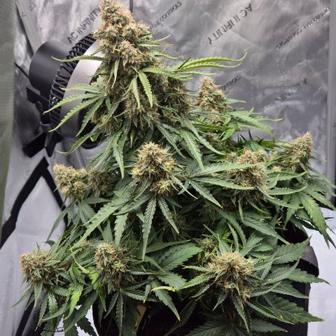 Titan growlog timeline photo