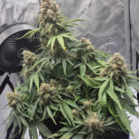 Titan growlog timeline photo