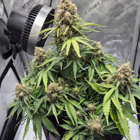 Titan growlog timeline photo