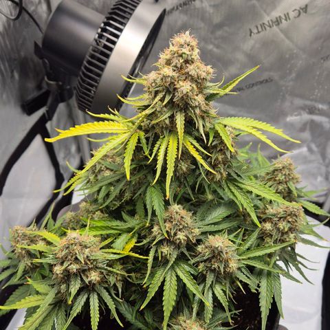 Titan growlog timeline photo