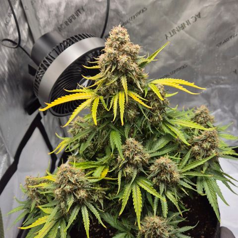 Titan growlog timeline photo