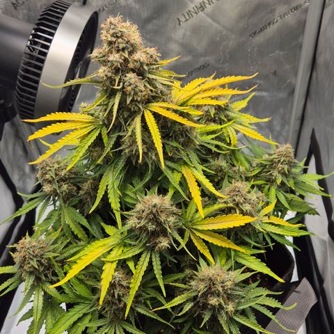 Titan growlog timeline photo