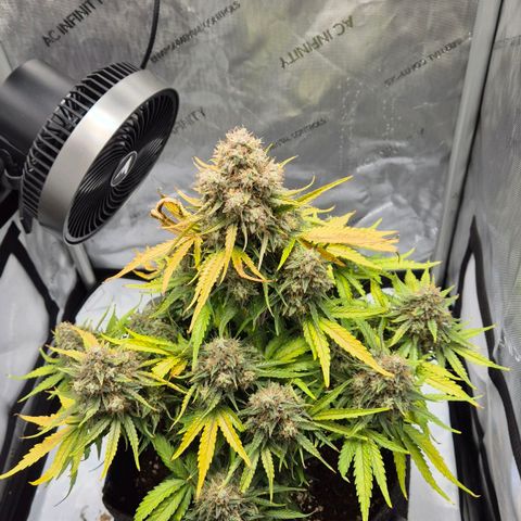 Titan growlog timeline photo