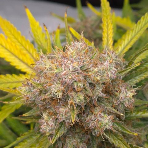 Titan growlog timeline photo