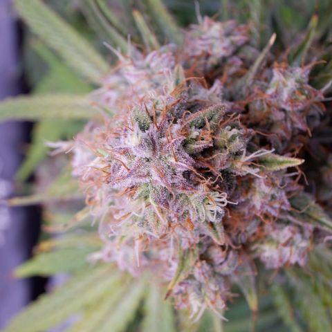 Titan growlog timeline photo