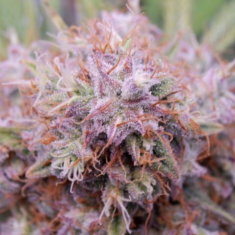 Titan growlog timeline photo