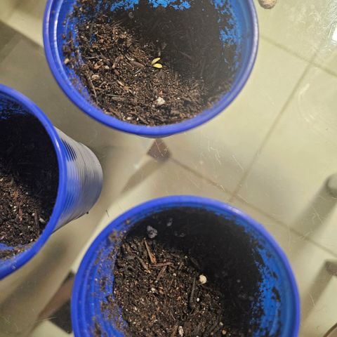 Resistência growlog timeline photo