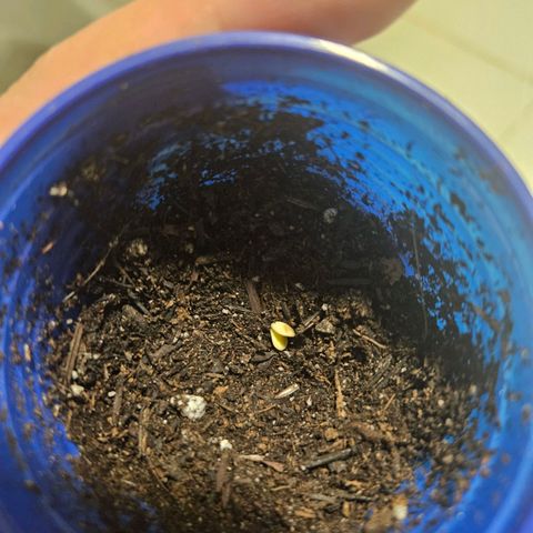Resistência growlog timeline photo