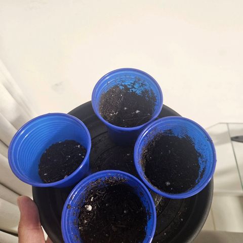 Resistência growlog timeline photo