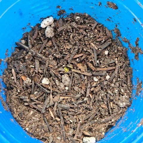 Resistência growlog timeline photo