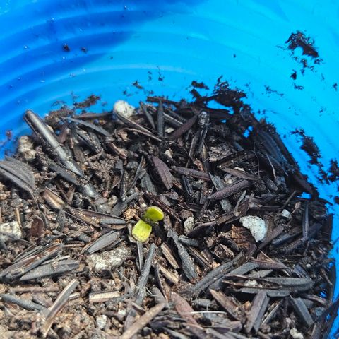 Resistência growlog timeline photo