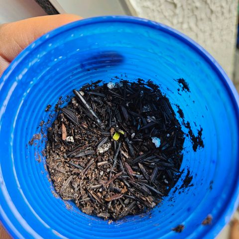 Resistência growlog timeline photo