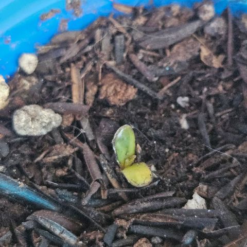 Resistência growlog photo: Claros sinais de mofo. Fiz a remoção e vou esperar para ver se a planta se recupera. 


Errando e aprendendo! 