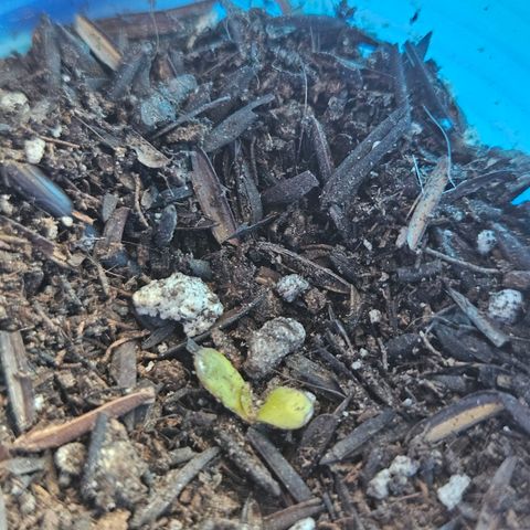 Resistência growlog photo: Claros sinais de mofo. Fiz a remoção e vou esperar para ver se a planta se recupera. 


Errando e aprendendo! 