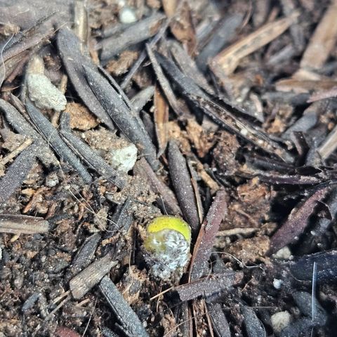 Resistência growlog photo: Claros sinais de mofo. Fiz a remoção e vou esperar para ver se a planta se recupera. 


Errando e aprendendo! 