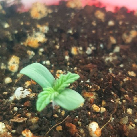 Runts  #1 growlog photo: 2 days above soil ,