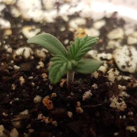 Runts  #1 growlog timeline photo