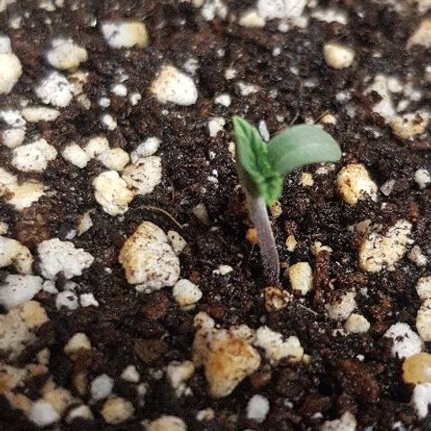 Runts  #1 growlog timeline photo