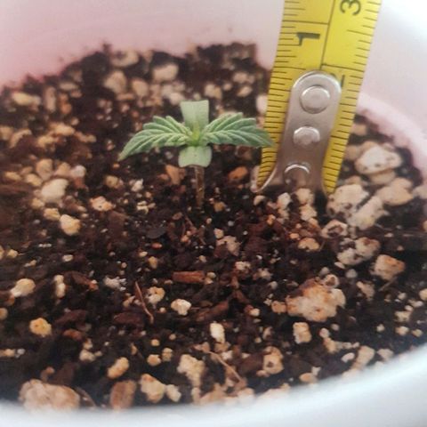 Runts  #1 growlog timeline photo