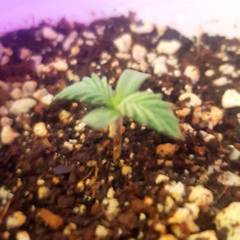 Runts  #1 growlog timeline photo