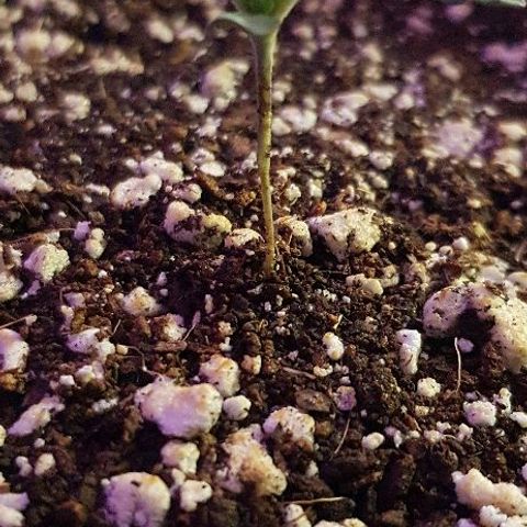 Runts  #1 growlog timeline photo