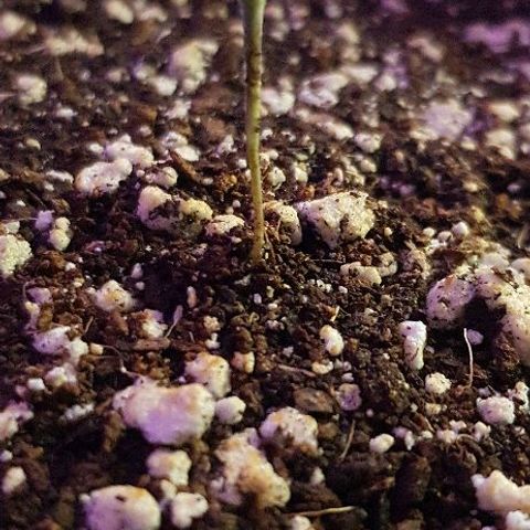 Runts  #1 growlog timeline photo