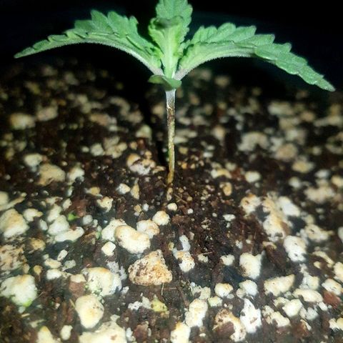 Runts  #1 growlog photo: Plant is on its second leaf structure looking healthy an thriving .. 