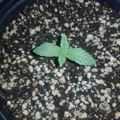 Runts  #1 growlog photo: Plant is on its second leaf structure looking healthy an thriving .. 