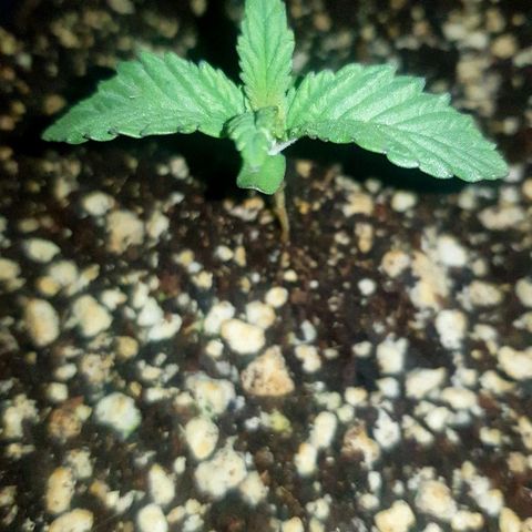 Runts  #1 growlog photo: Plant is on its second leaf structure looking healthy an thriving .. 
