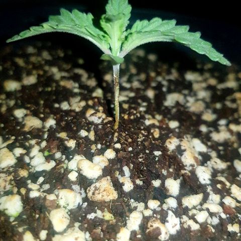 Runts  #1 growlog photo: Plant is on its second leaf structure looking healthy an thriving .. 
