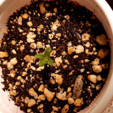 Purple Punch growlog timeline photo