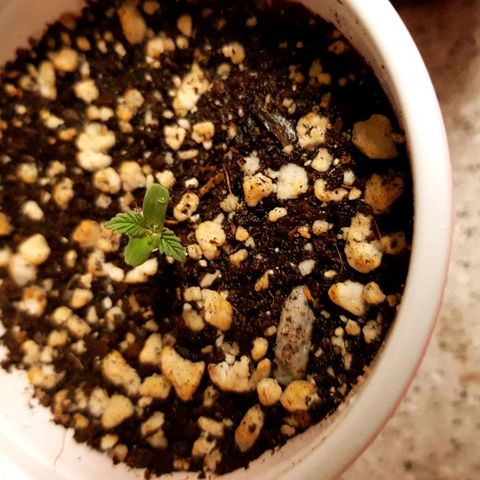 Purple Punch growlog timeline photo
