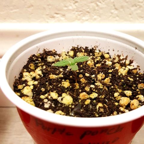 Purple Punch growlog photo: Plants are loving life with the white build spectrum 
