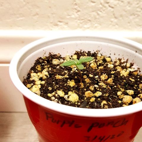 Purple Punch growlog photo: Plants are loving life with the white build spectrum 