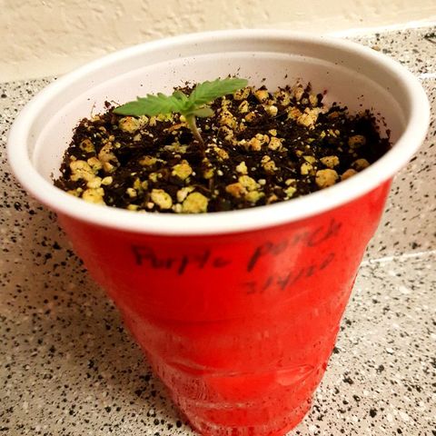 Purple Punch growlog photo: Responded good to the big grow an cal mag 